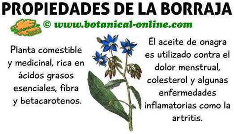 Qu Nos Aportan Las Frutas Botanical Online