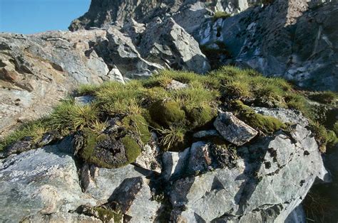 Grass Growing In Antarctica Flowers Are Blooming In Antarctica Know