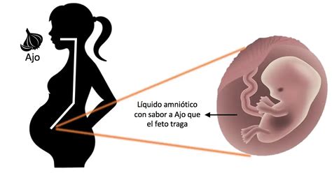 Qué pasa si tomo chorizo en el embarazo Enterate Delicias