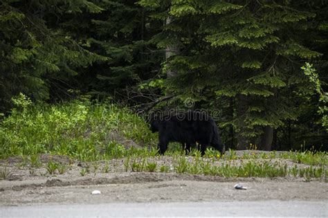 Black Bear Ursus Americanus In Glacier National Park Canada Stock