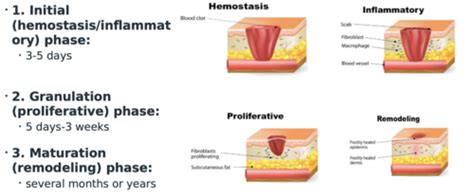 Wound Management Flashcards Quizlet