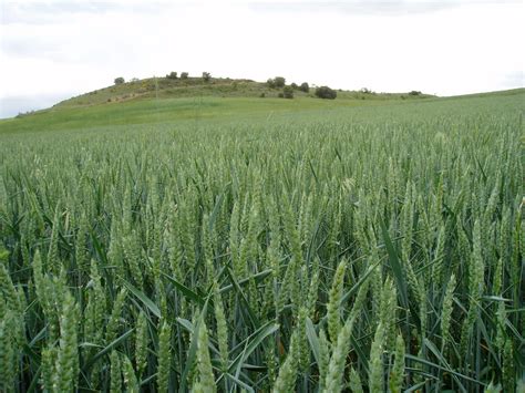 El Cultivo Del Trigo El Agricultor Eficiente