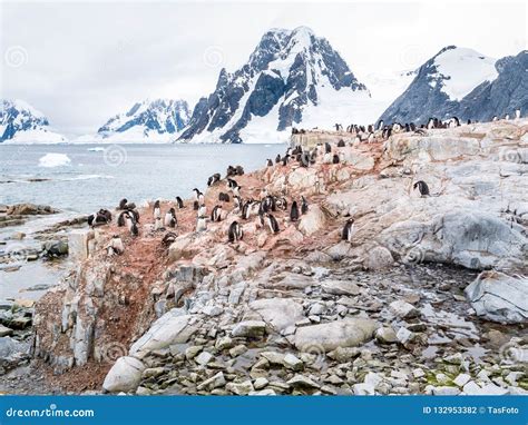 Chicks and Adult Adelie Penguins on Petermann Island and Mount S Stock ...