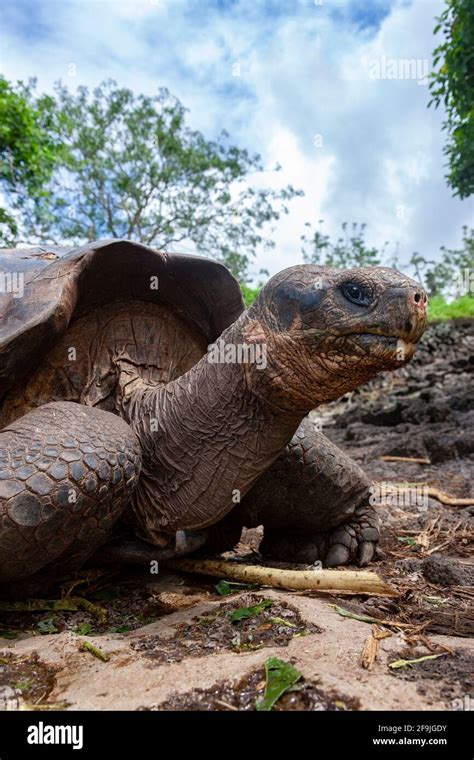 Giant Galapagos Tortoise Geochelone Elephantopus Ssp On Santa Cruz