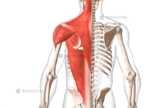 Muscles of left shoulder | BioDigital Anatomy