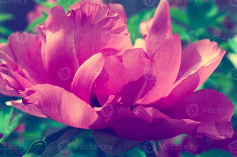 Vintage Peony Stock Photos, Images and Backgrounds for Free Download