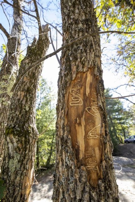 Emerald Ash Borer Infestation On Schroon River Adirondack Explorer