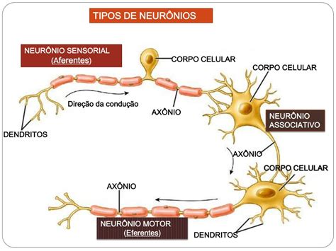 Ppt Sistema Nervoso Powerpoint Presentation Free Download Id 1870749