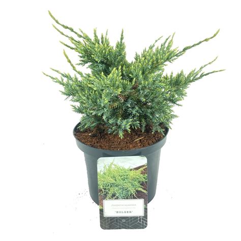 Juniperus squamata 'Holger' — Plant Wholesale FlorAccess