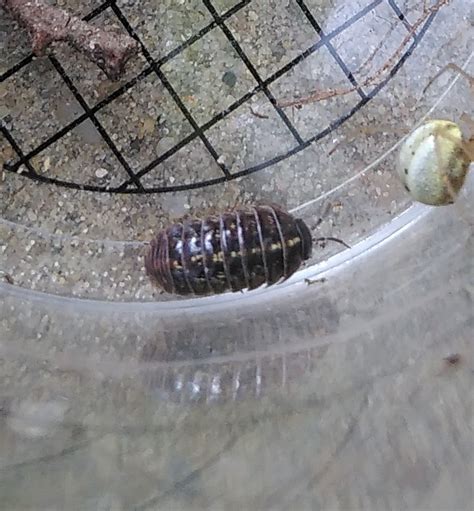 Common Pill Woodlouse From Hoekenes 59 On July 3 2023 At 10 48 AM By