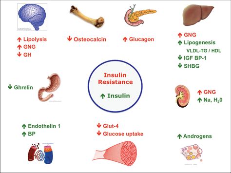 What Is Insulin Resistance What Causes Insulin Resistance