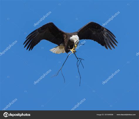 Bald Eagle Flying Sky Stock Illustration by ©Wirestock #551049596