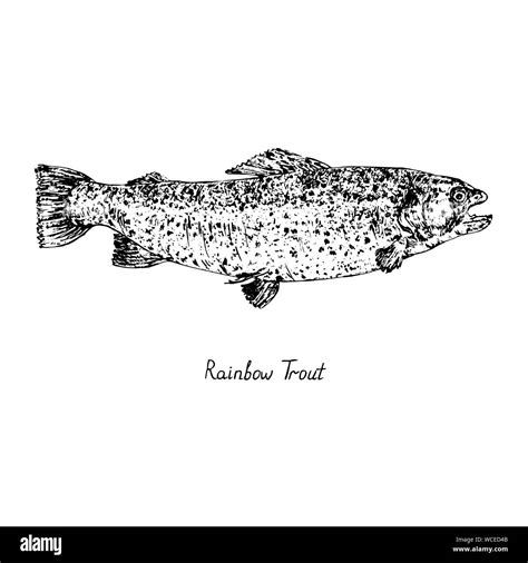 Rainbow trout (Oncorhynchus mykiss) with inscription, hand drawn doodle ...