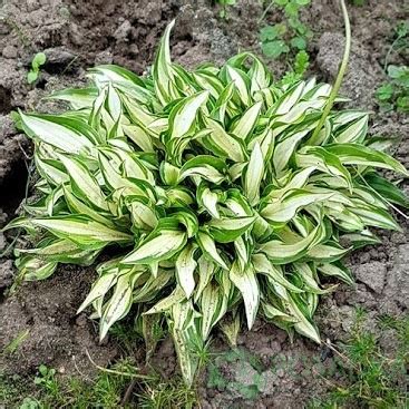 Хоста Teeny Weeny Bikini купити за доступною ціною в інтернет