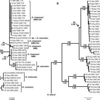 Maximum Likelihood Ml Phylogram Based On Cytb Sequence Data Ml