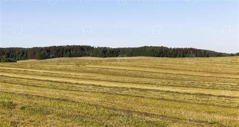 mowed grass in the field 9670542 Stock Photo at Vecteezy