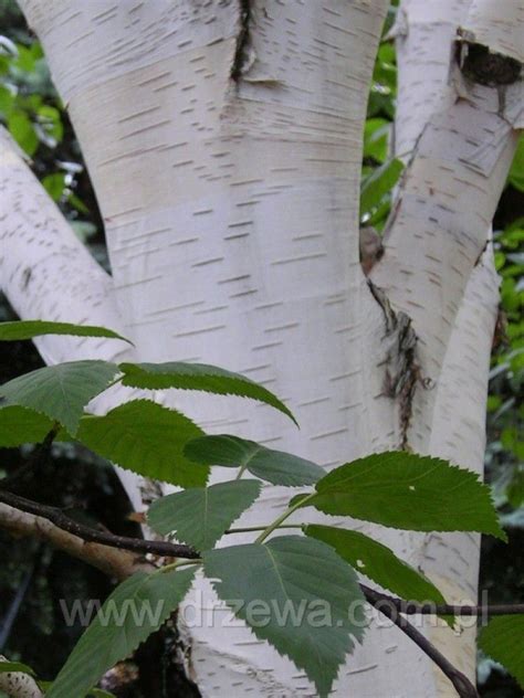 Brzoza Po Yteczna Doorenbos Betula Utilis Doorenbos Szk Ki