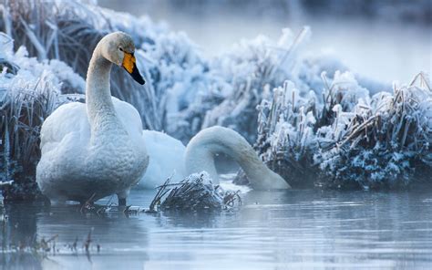 Descargar Fondos De Pantalla Cisnes Blancos Invierno Lago La Fauna