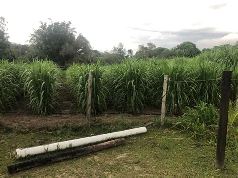 Brs Capia U E Brs Kurumi Flores E Plantas Em Itabora Farmby