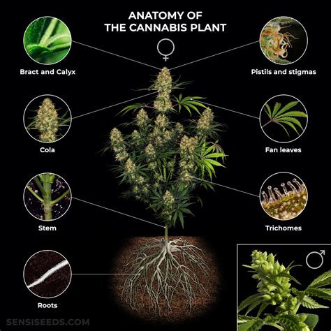 Anatomy of the Cannabis Plant: From Roots to Pistils - Sensi Seeds