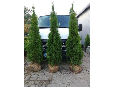 Thuja Smaragd 160 180 Cm Sadzenie Tuja Szmaragd Dostawa Kalisz OLX Pl