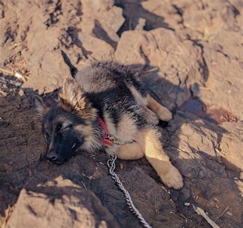 A Sleeping German Shepherd Puppy Lying on the Ground in Sunlight · Free ...