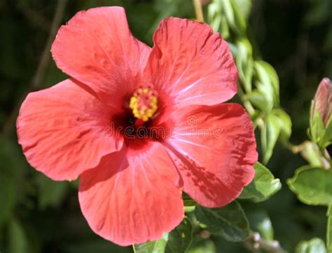 Flor De Hibisco Vermelho Foto De Stock Imagem De Arbusto 240125582