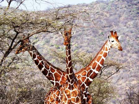 So This Is What a Three-Headed Giraffe Looks Like | Glamour