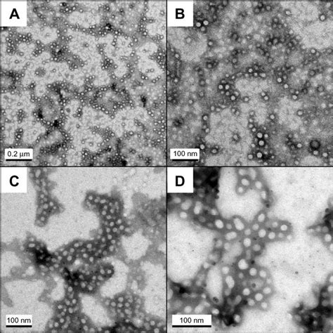 In Vitro Release Behaviors Of RhEPO Loaded PEG PLA Micelles Table 2