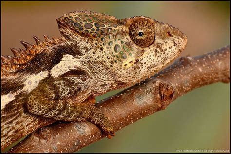 Giant Spiny Chameleon Furcifer Verrucosus Chameleon Lizard