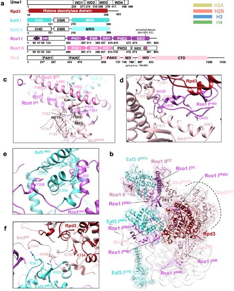 Figure 2 From Structure Of A Rpd3 HDAC Holoenzyme Complex Bound To The