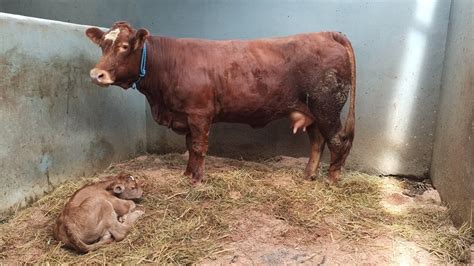 Salah Satu Wujud Berjalannya Program Breeding Di Kandang Lembu Benggolo