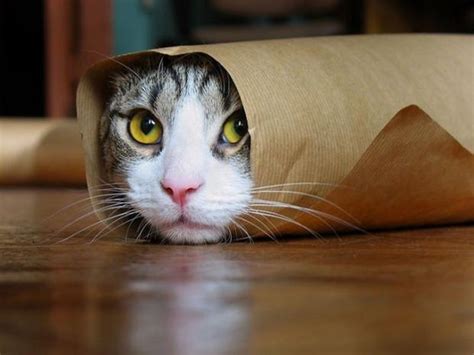 burrito cat Blank Template - Imgflip