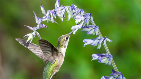 18 Plants That Will Attract Both Hummingbirds & Butterflies To Your Yard