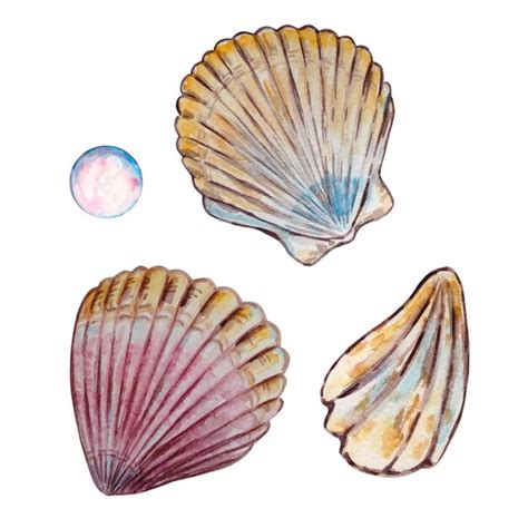 Premium Vector Watercolor Colorful Seashells Hand Drawn Illustration