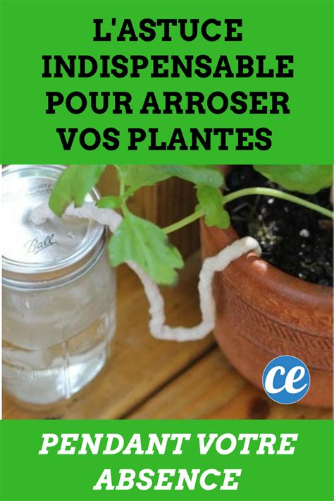 L Astuce Indispensable Pour Arroser Vos Plantes Pendant Votre Absence