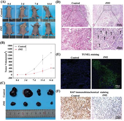 A Representative Gross Observation Images Of Tumorbearing Mice