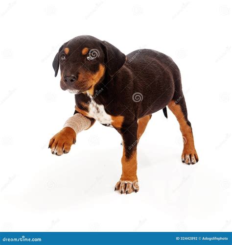 Filhotes Rottweiler Beagle Mix Beagle And Rottweiler 2025