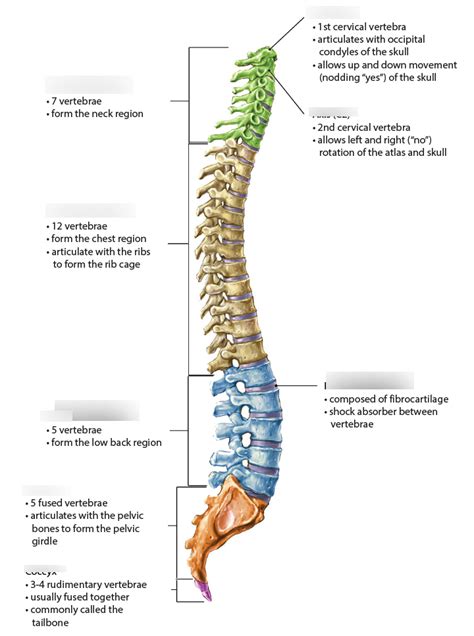 A P Regions Of The Vertebral Column Diagram Quizlet