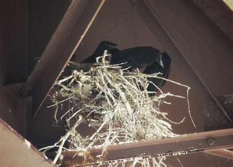 Crows-nest - Time.Travel.Trek.