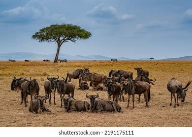 Wildebeest Migration Tanzania Africa Masai Mara Stock Photo 2191175111 ...