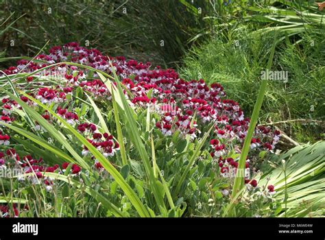 Pelargonium Tricolor Hi Res Stock Photography And Images Alamy