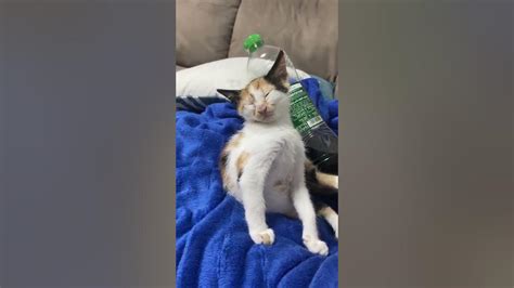 Tired Kitty Struggles To Stay Awake Viralhog Youtube