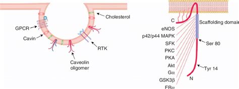 Schematic Structures Of Caveolae And Caveolin Domains Left Panel Download Scientific Diagram