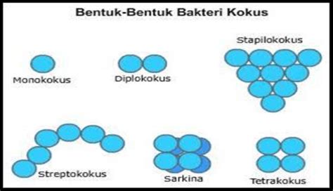 Bentuk Bakteri Kokus Homecare24