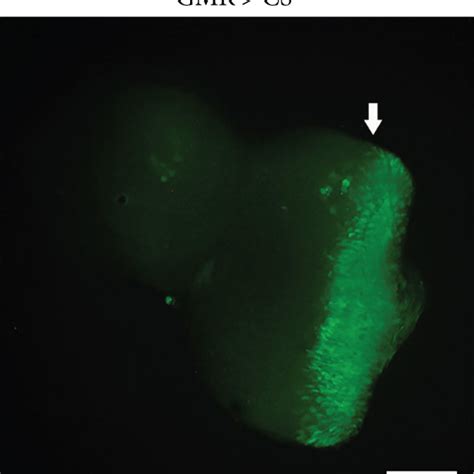 Curcumin Decreased Ros Levels Induced By The Knockdown Of Duch In Eye