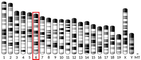 Peroxisome Proliferator Activated Receptor Gamma Wikipedia