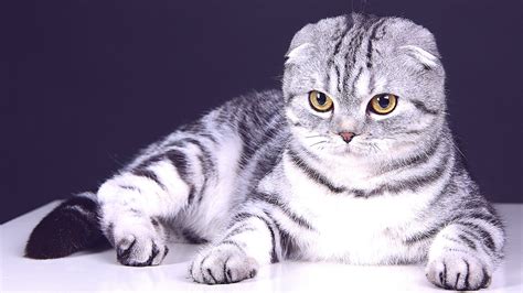 Scottish Fold Cat Wallpapers Images Photos Pictures Backgrounds