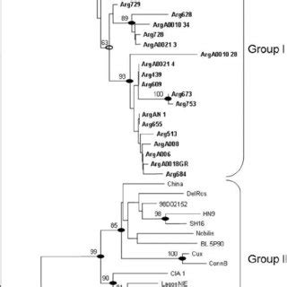 Phylogenetic Tree Of Full Length Vp Nucleotide Sequences The Tree Was