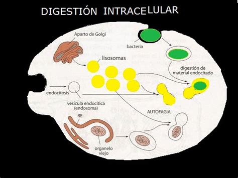 Entorno Vivo Nutrici N Celular